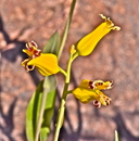 Streptanthus carinatus ssp. arizonicus
