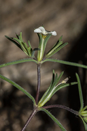 Linanthus bigelovii