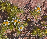 Thymophylla concinna