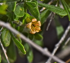 Lycium brevipes var. brevipes