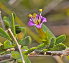 Lycium brevipes var. brevipes