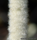 Malacothamnus fremontii ssp. cercophorus