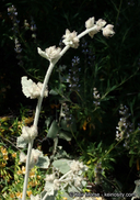 Malacothamnus fremontii ssp. cercophorus