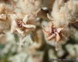 Malacothamnus fremontii ssp. cercophorus