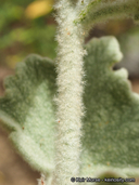 Malacothamnus fremontii ssp. cercophorus