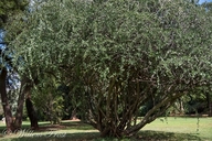 Ehretia rigida ssp. nervifolia