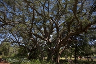 Ficus burkei