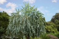 Cussonia paniculata ssp. sinuata
