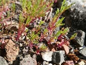 Gilia capitata ssp. staminea