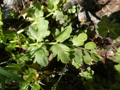 Limnanthes douglasii ssp. sulphurea