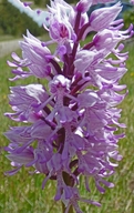 Orchis x beyrichii