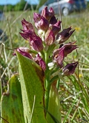 Orchis coriophora