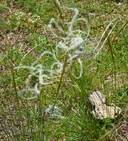 European Feather Grass
