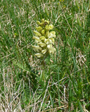 Crested Lousewort