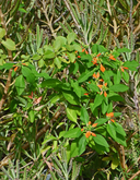 Euphorbia cyathophora