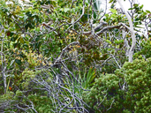 Encyclia gracilis
