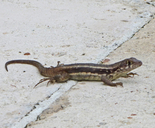 Turks And Caicos Curly Tail Lizard