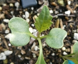 Brassica olearacea var. palmifolia