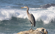 Ardea herodias