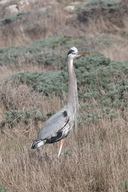 Ardea herodias