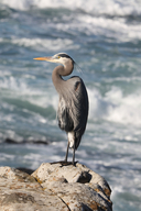 Ardea herodias