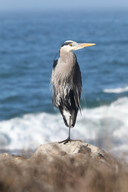 Ardea herodias