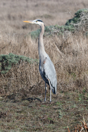 Ardea herodias