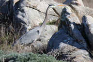 Ardea herodias