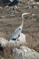 Ardea herodias