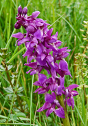 Orchis olbiensis
