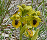 Yellow Bee-orchid