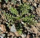 Gilia capitata ssp. capitata