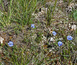 Linum austriacum ssp. collinum