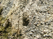 Anaxyrus californicus