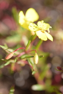 Camissonia lacustris