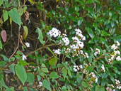 Austroeupatorium inulifolium