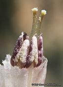Ribes amarum