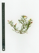 Camissonia parvula