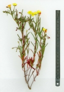 Camissonia integrifolia