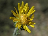 Spiney Goldenweed