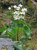 Ranunculus lyallii