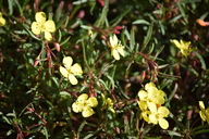 Camissonia lacustris
