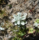 Hesperevax sparsiflora var. brevifolia