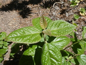 Viburnum tinus ssp. rigidum