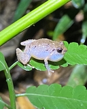 Puerto Rican Melodius Frog