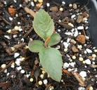 Photinia arbutifolia