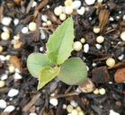Photinia arbutifolia
