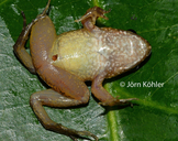 Leptodactylus griseigularis