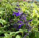 Salvia concolor