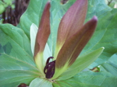 Trillium chloropetalum